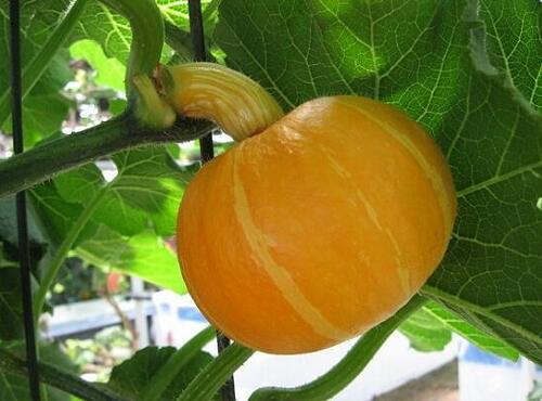 配送品種：南瓜