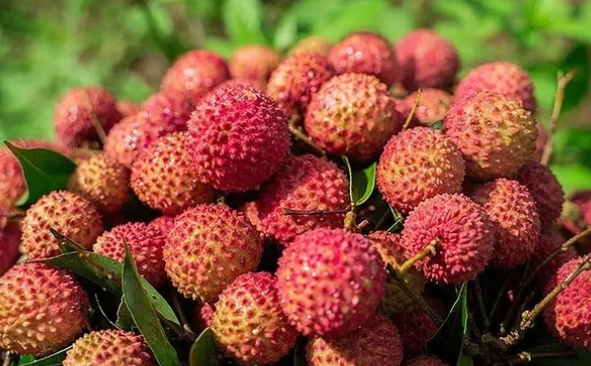 荔枝：不止是美味，更是營養小寶庫